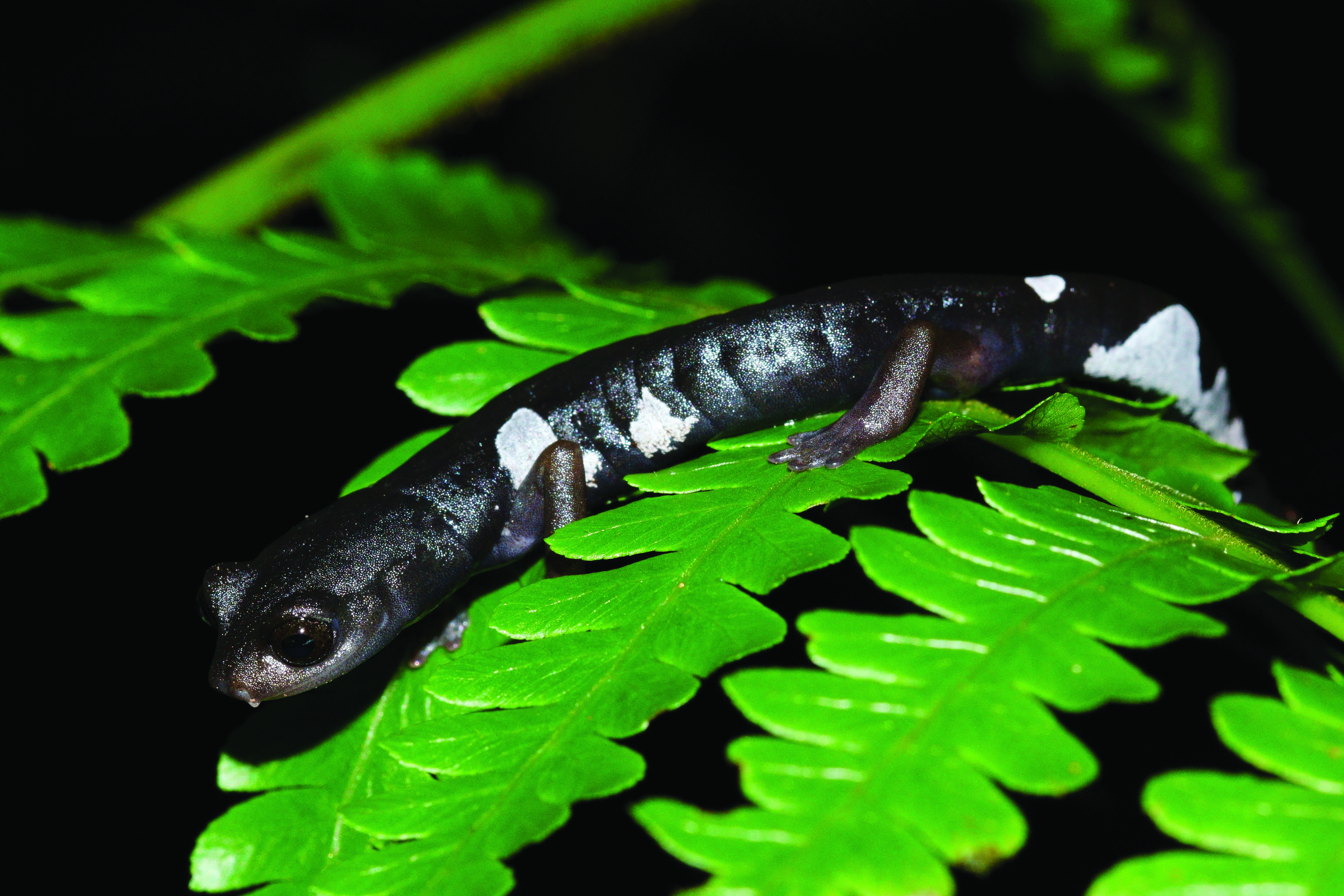 Bolitoglossa platydactyla