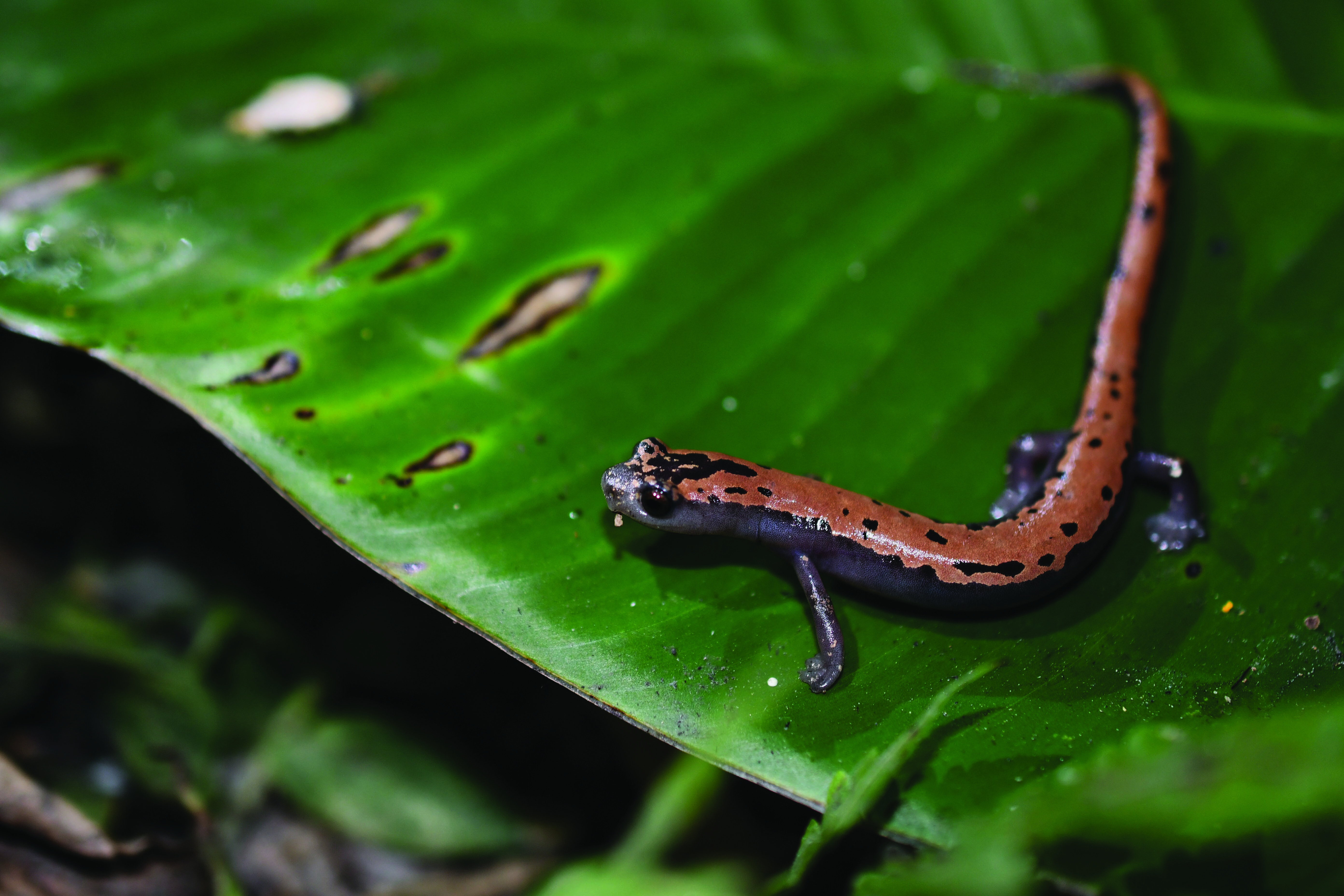 Bolitoglossa platydactyla