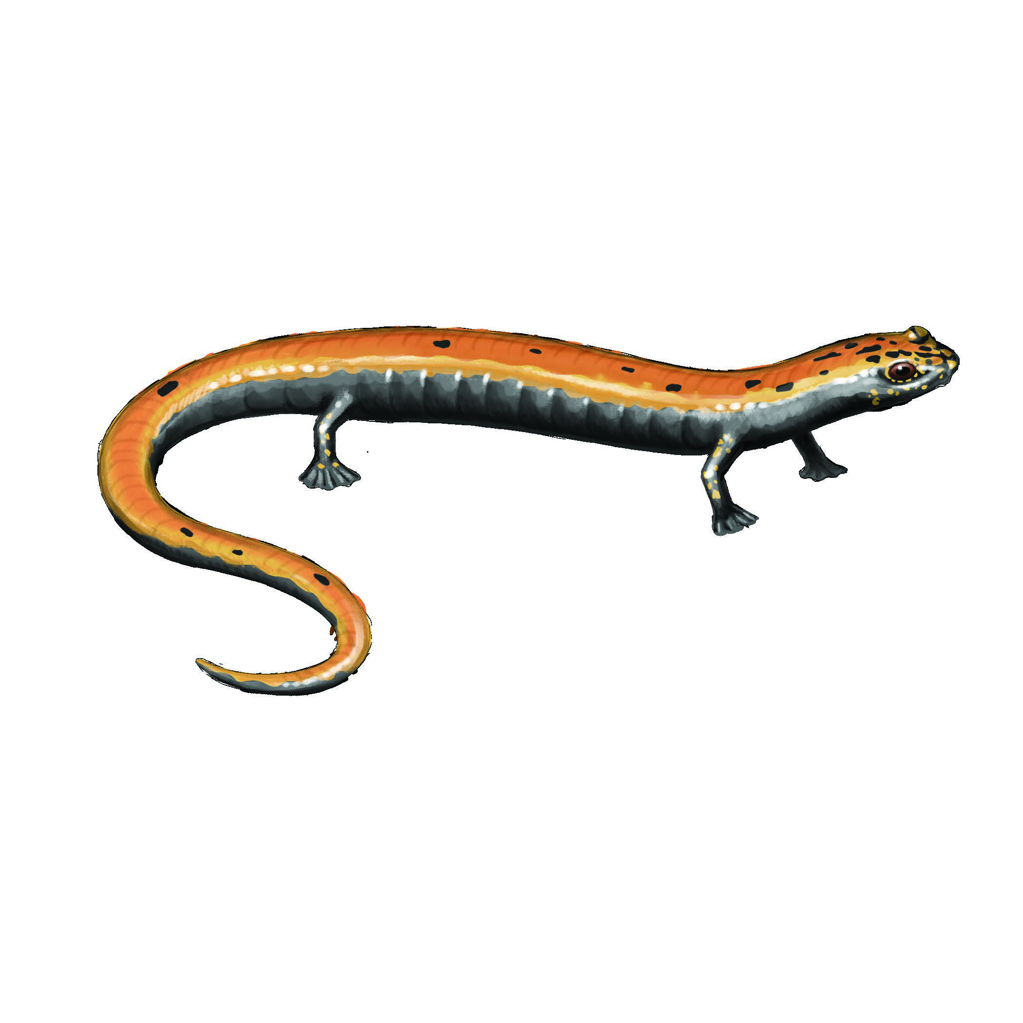 Bolitoglossa platydactyla
