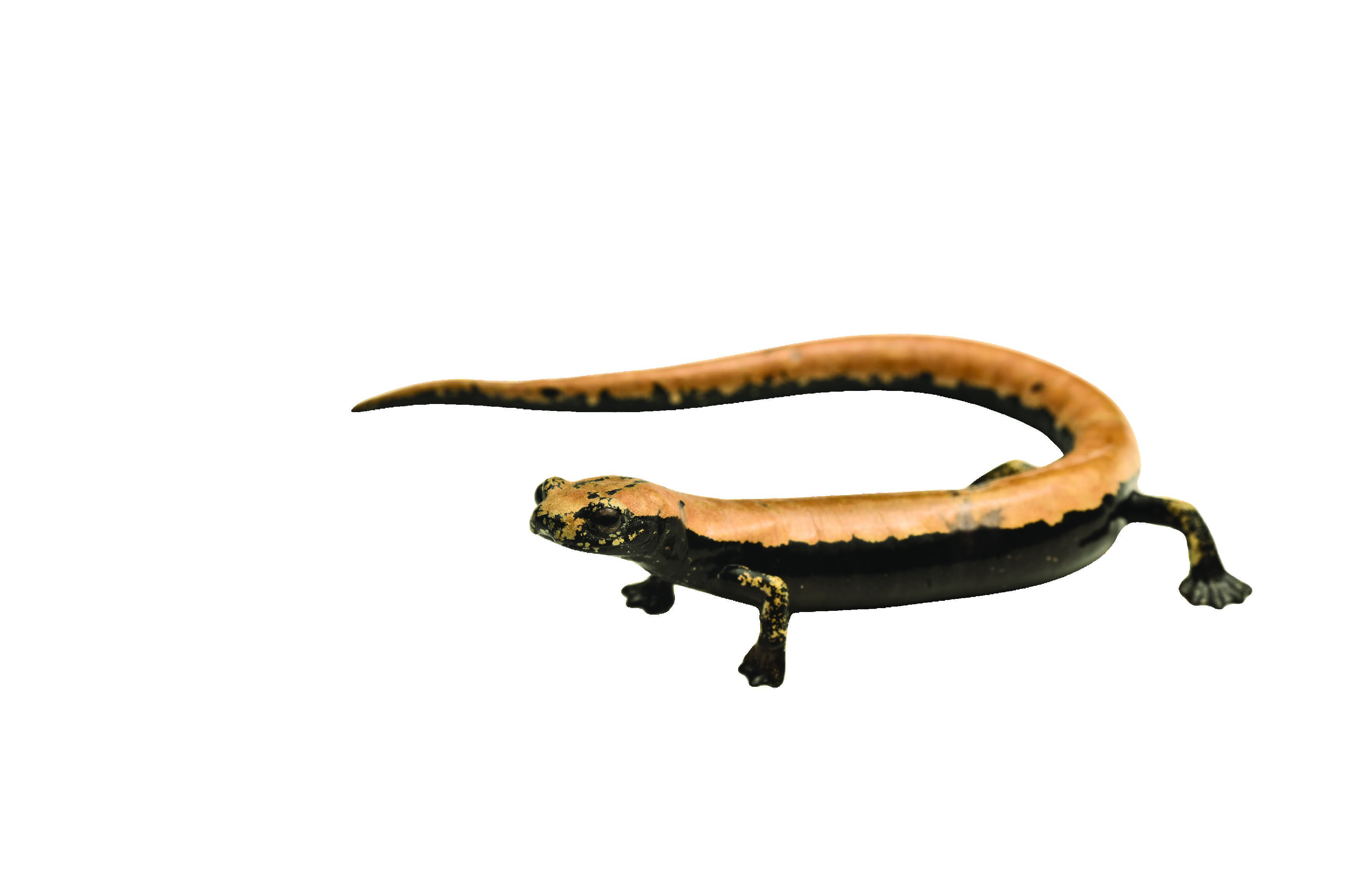 Bolitoglossa platydactyla