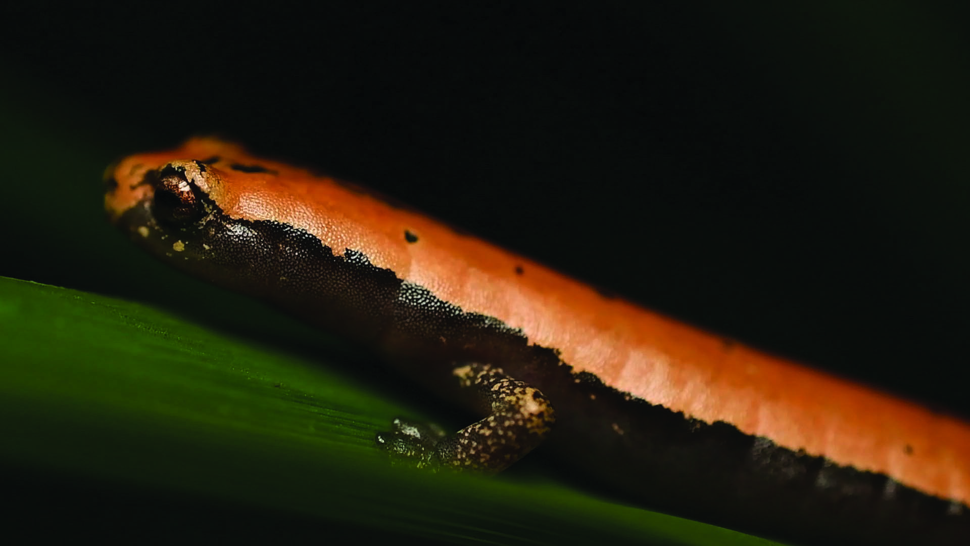 Bolitoglossa platydactyla