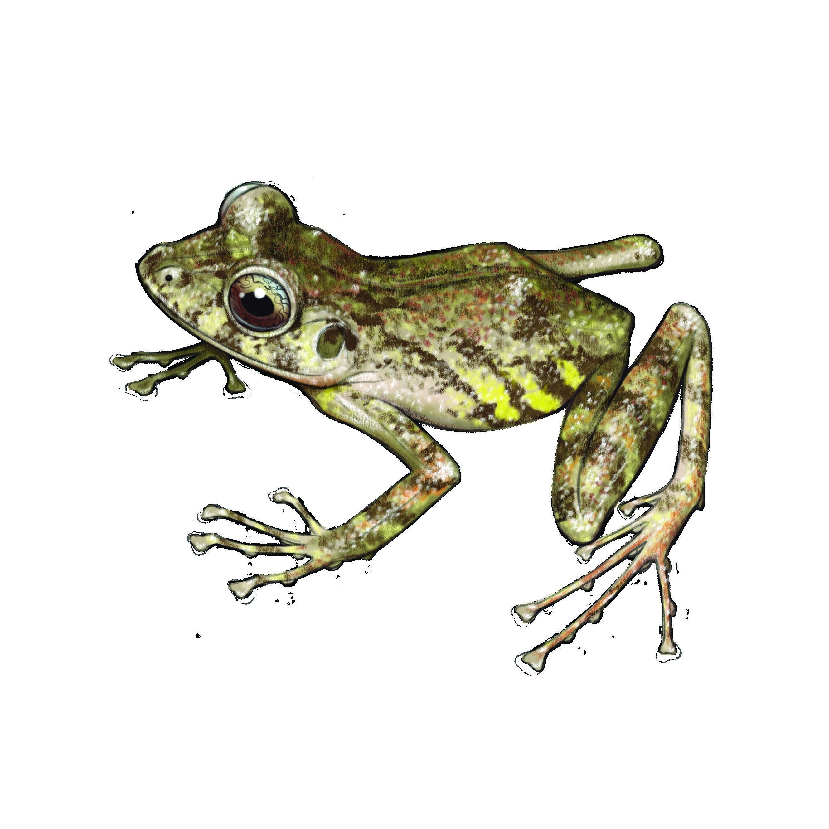 Craugastor decoratus