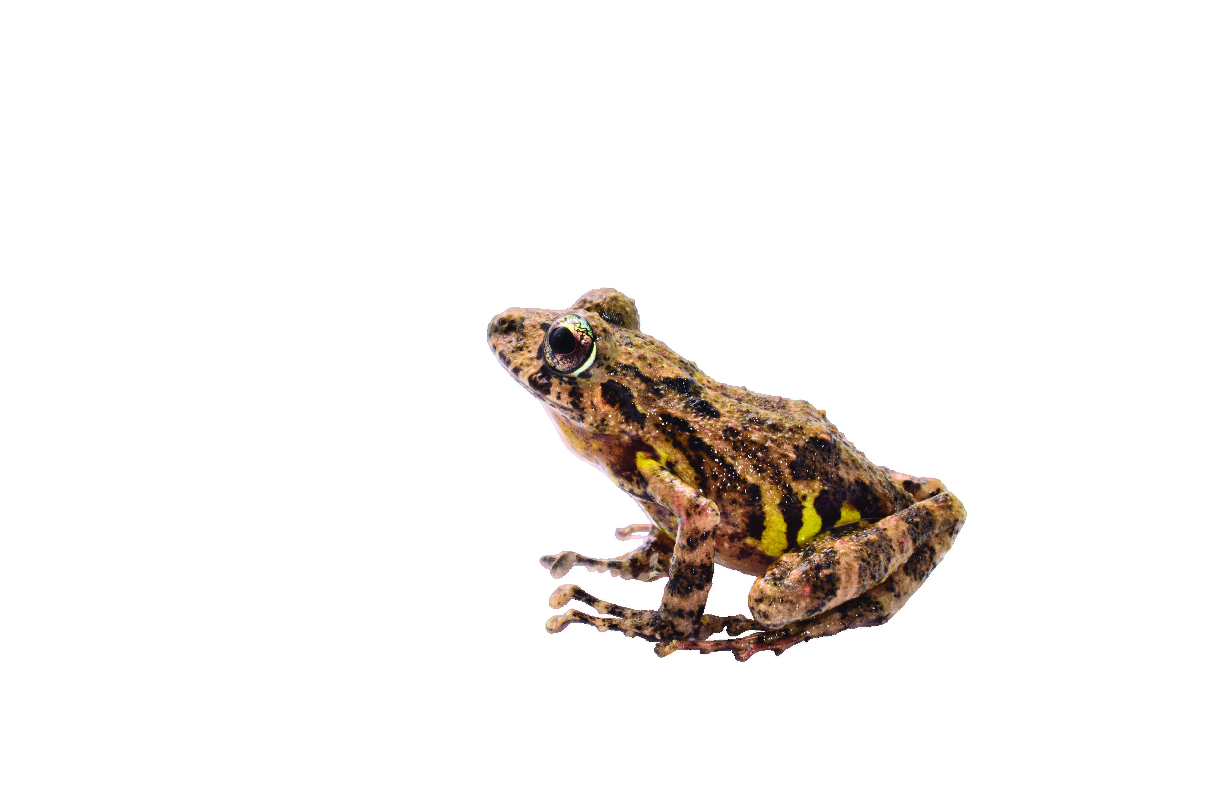 Craugastor decoratus