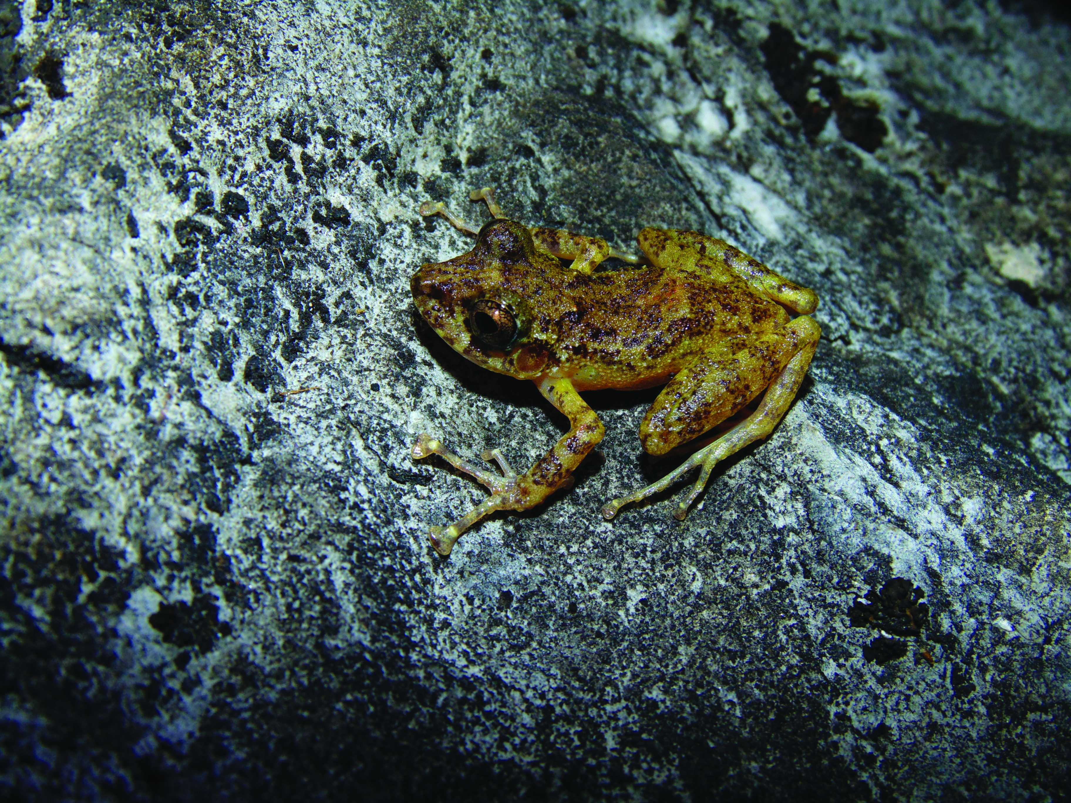 Craugastor decoratus