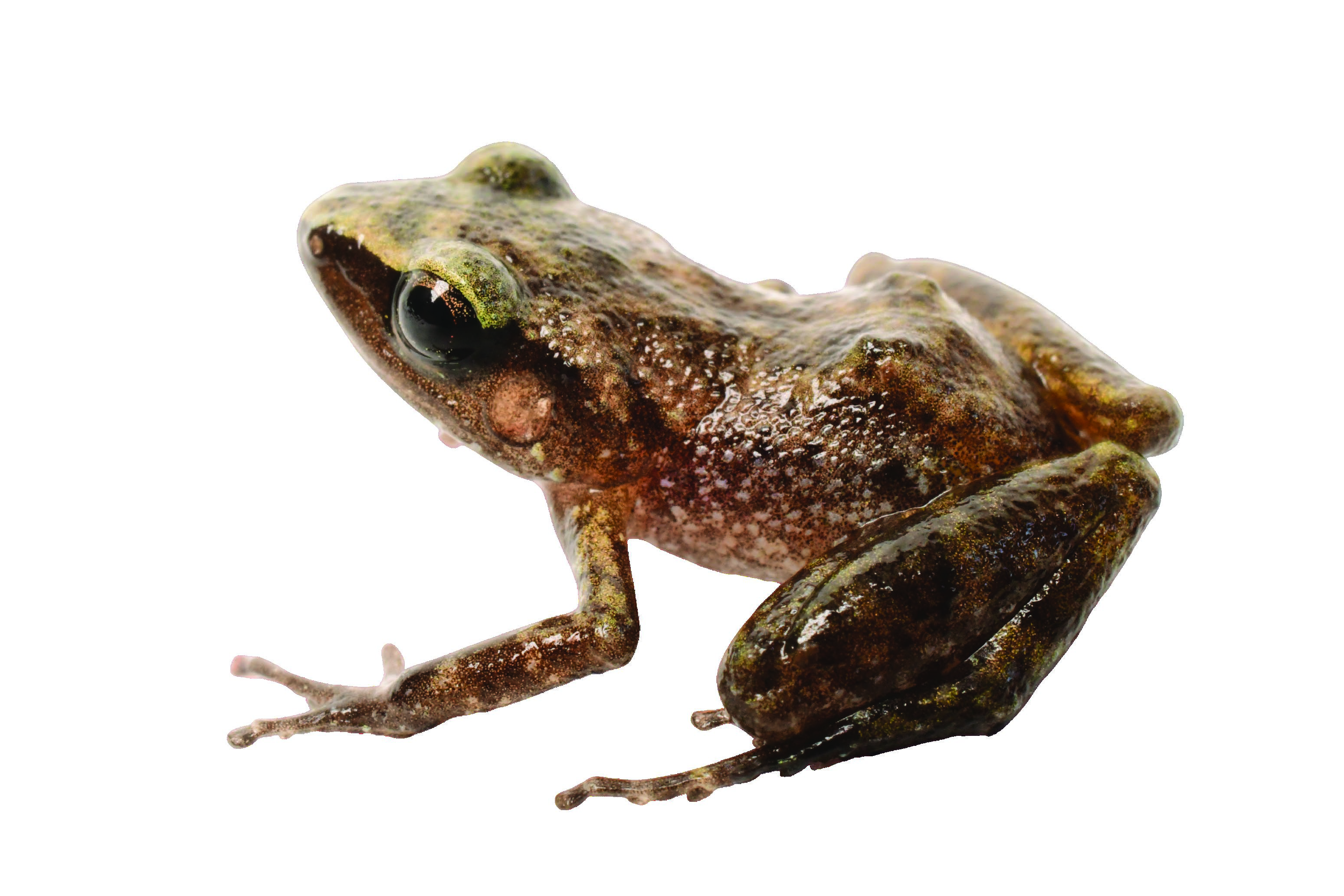 Eleutherodactylus verrucipes