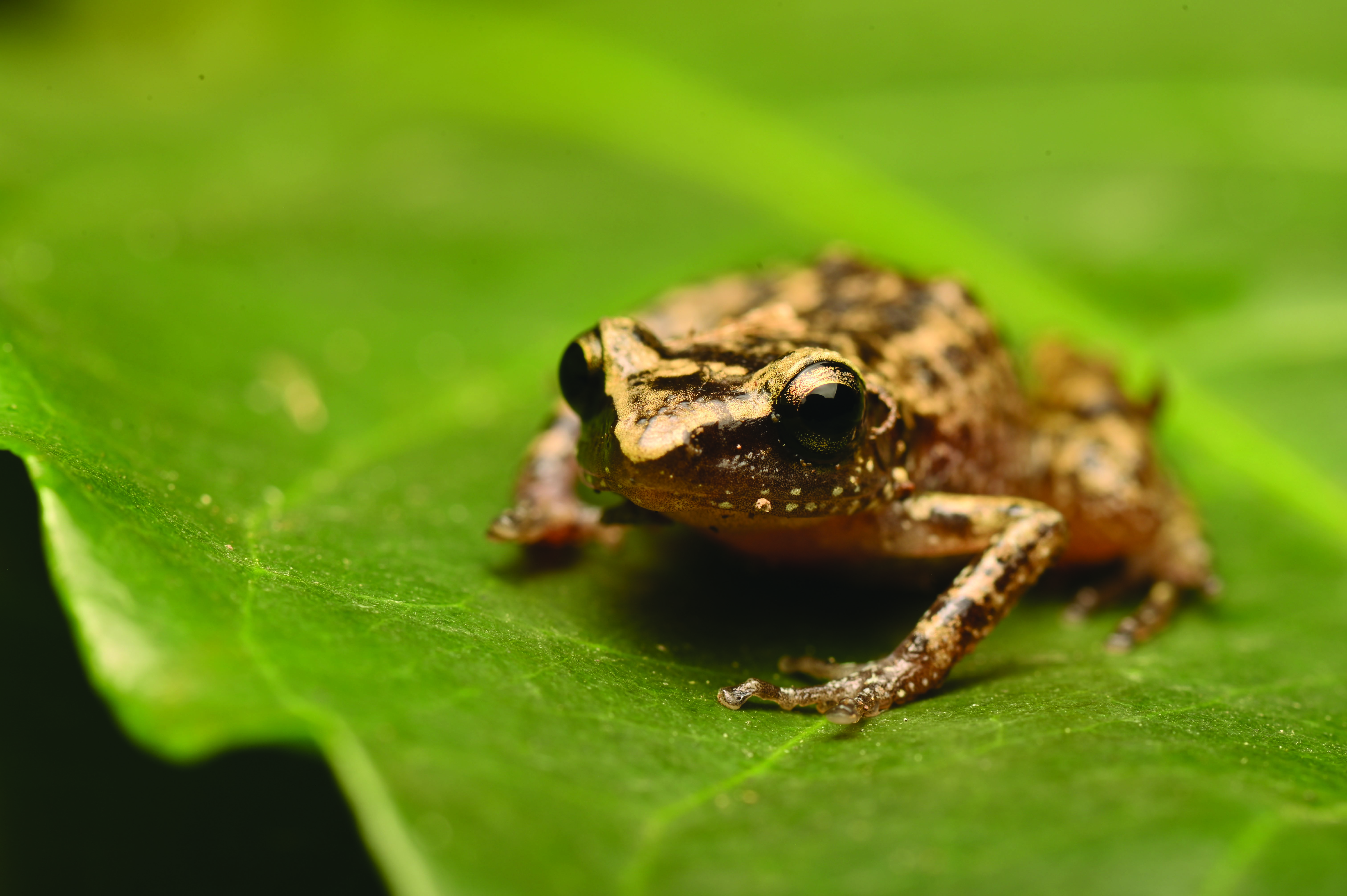 Eleutherodactylus verrucipes