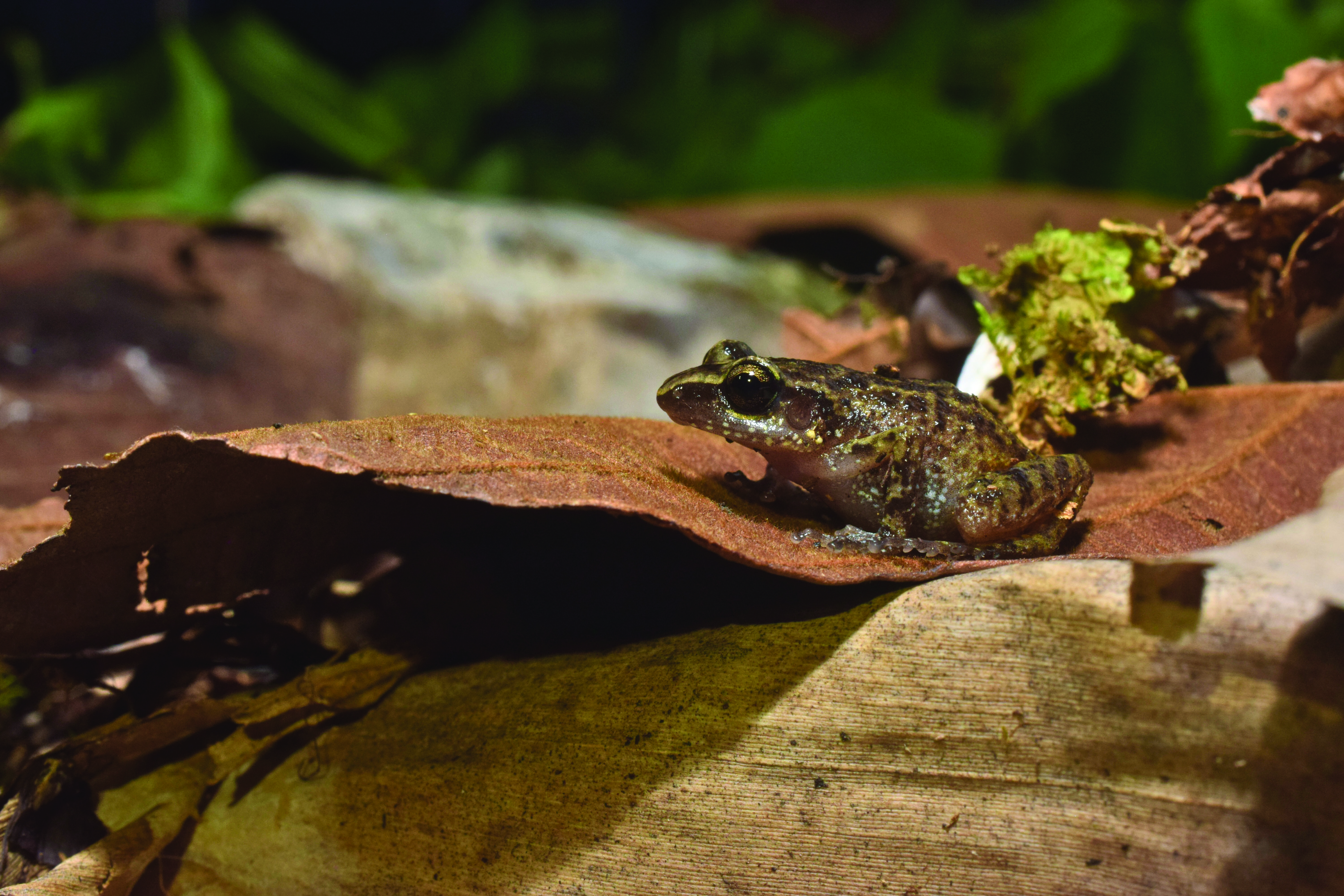 Eleutherodactylus verrucipes