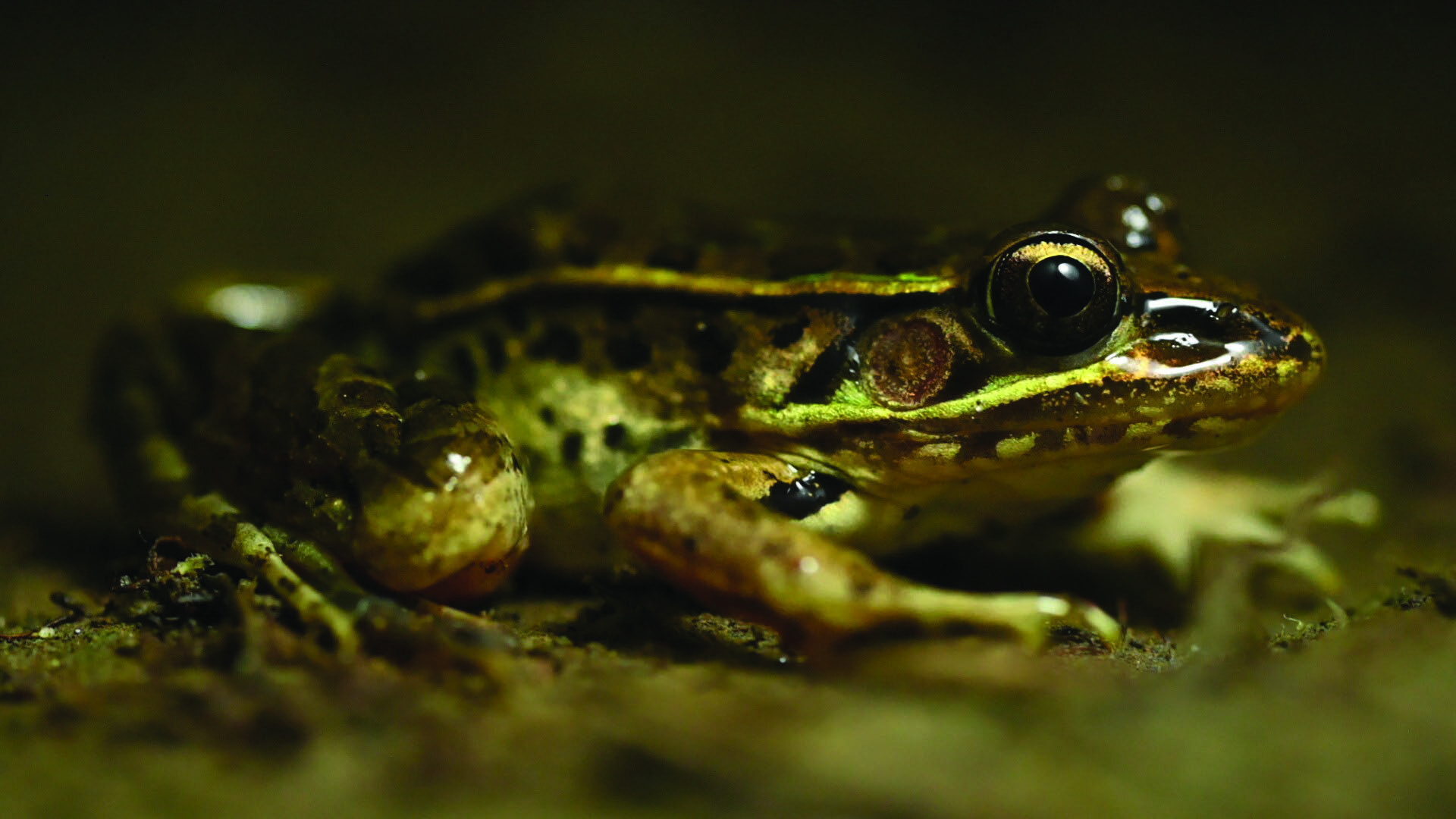 Lithobates berlandieri