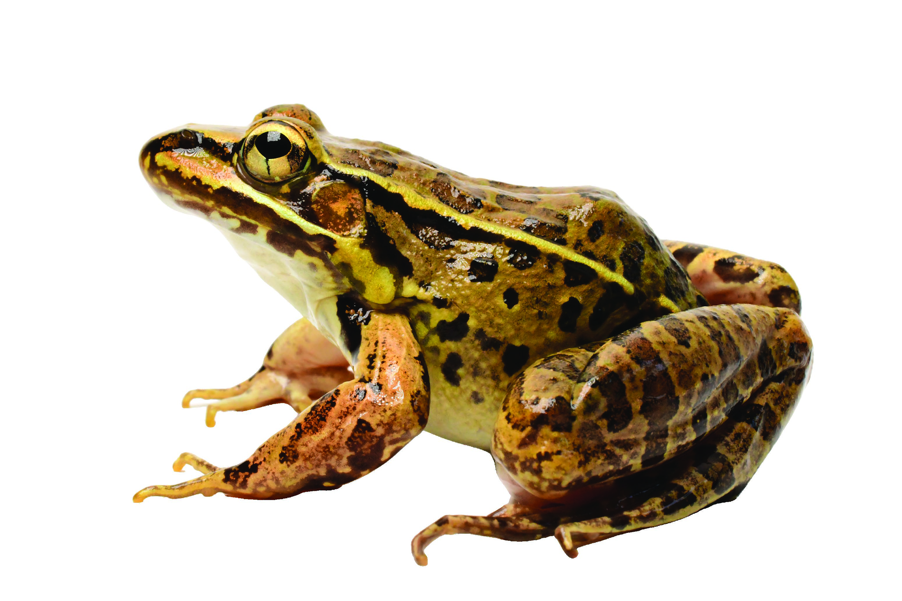 Lithobates berlandieri