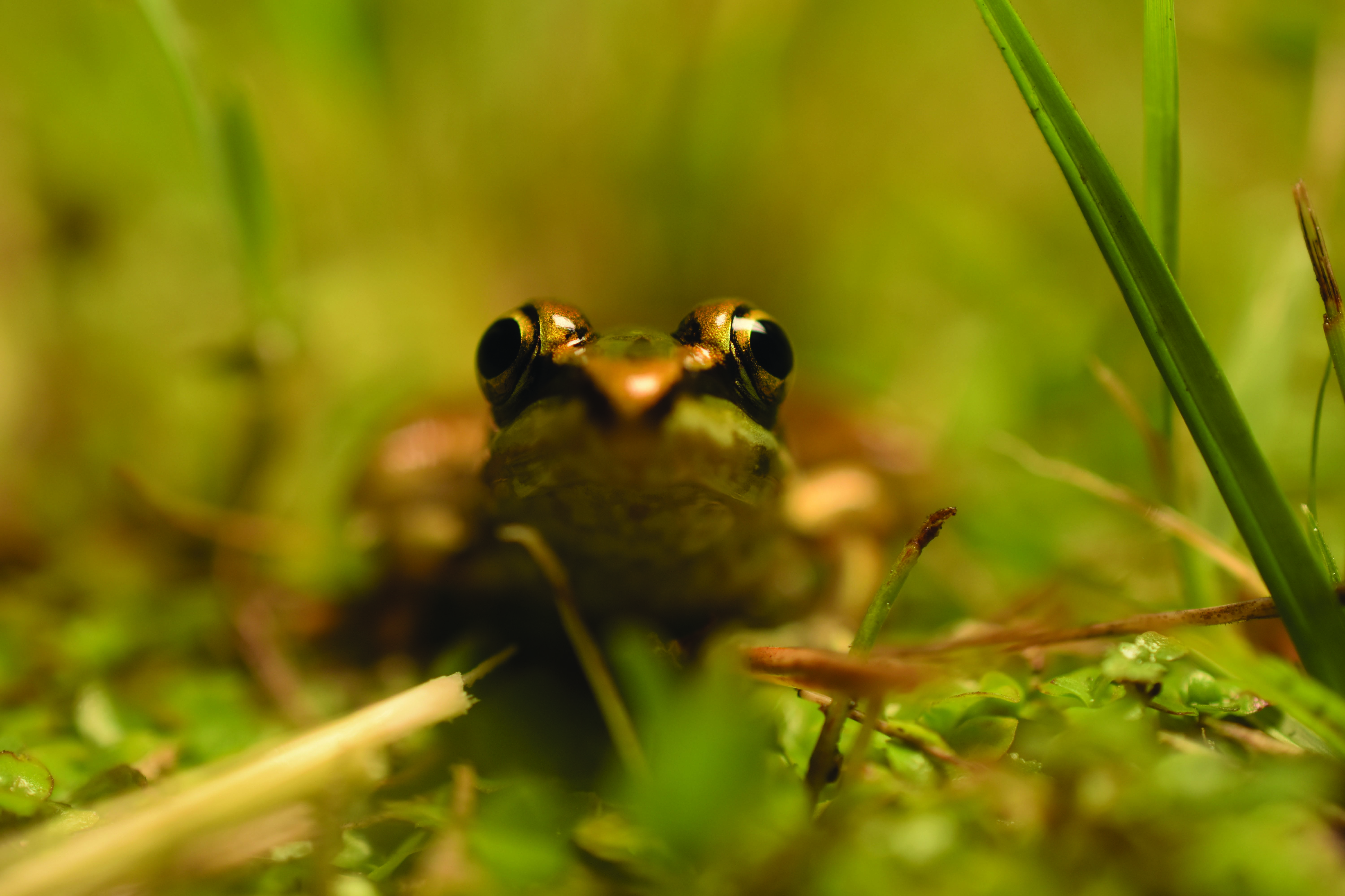 Lithobates berlandieri