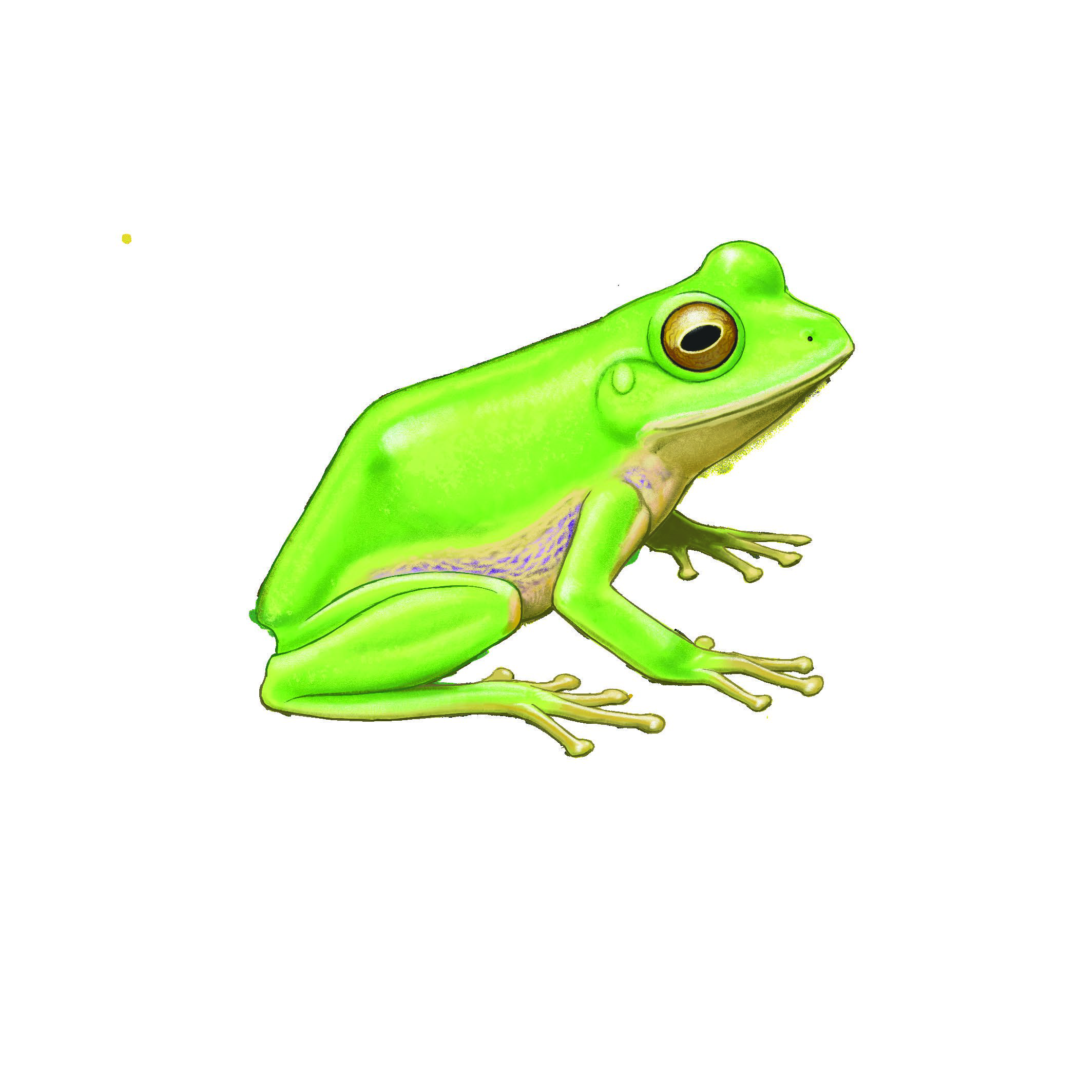 Rheohyla miotympanum