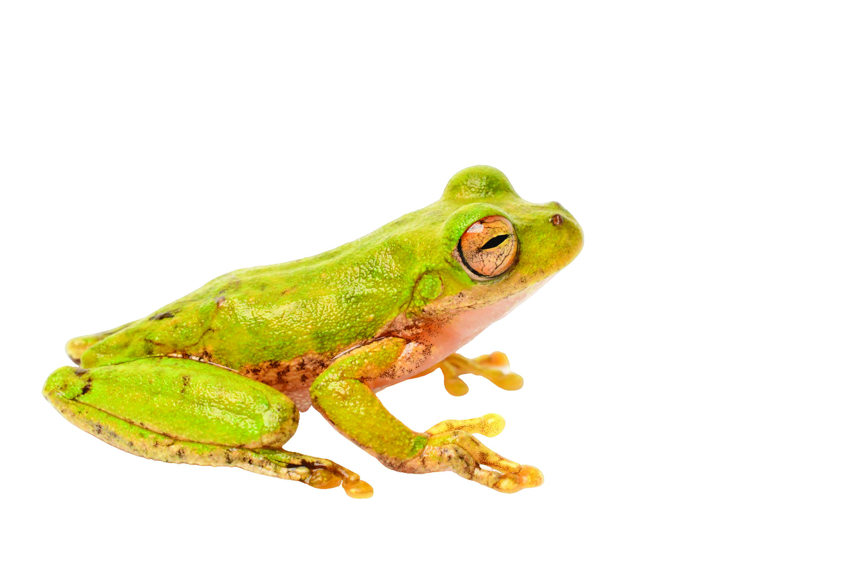 Rheohyla miotympanum