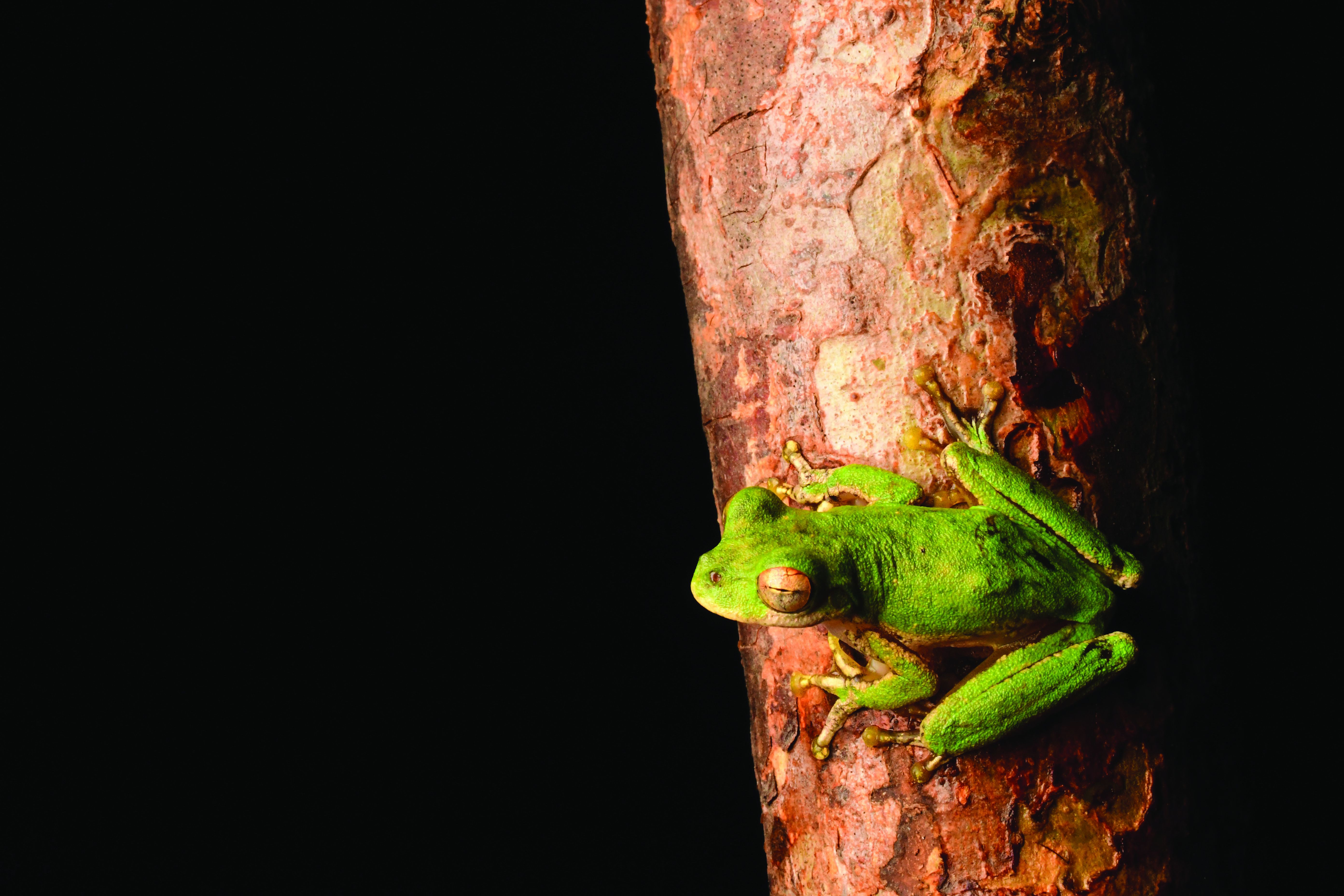 Rheohyla miotympanum