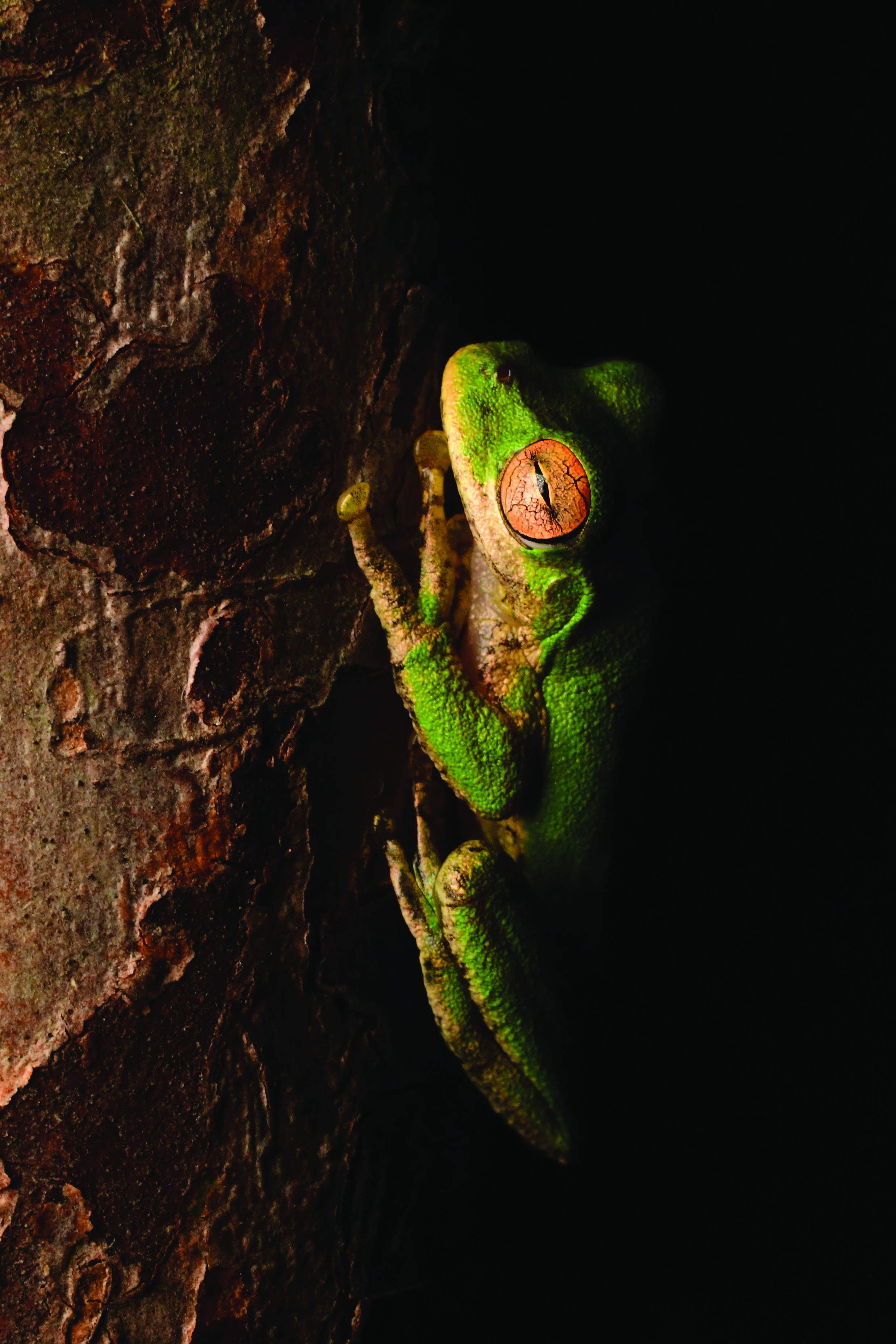 Rheohyla miotympanum