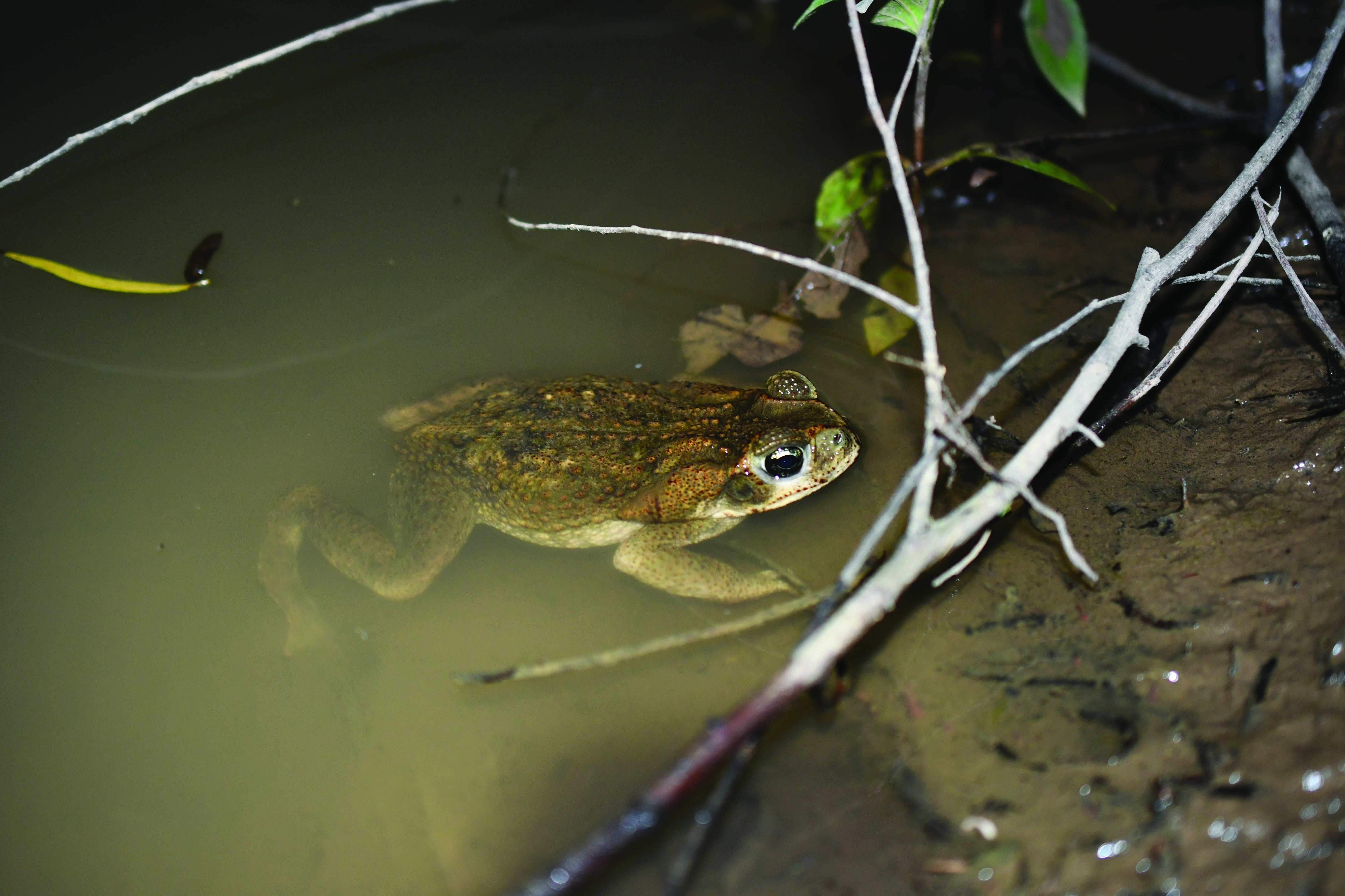 Rhinella horribilis