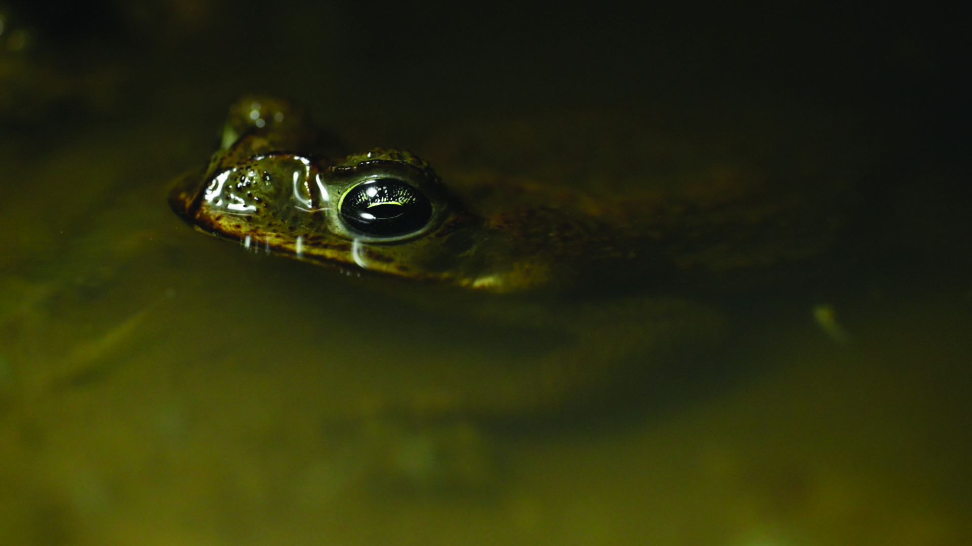 Rhinella horribilis